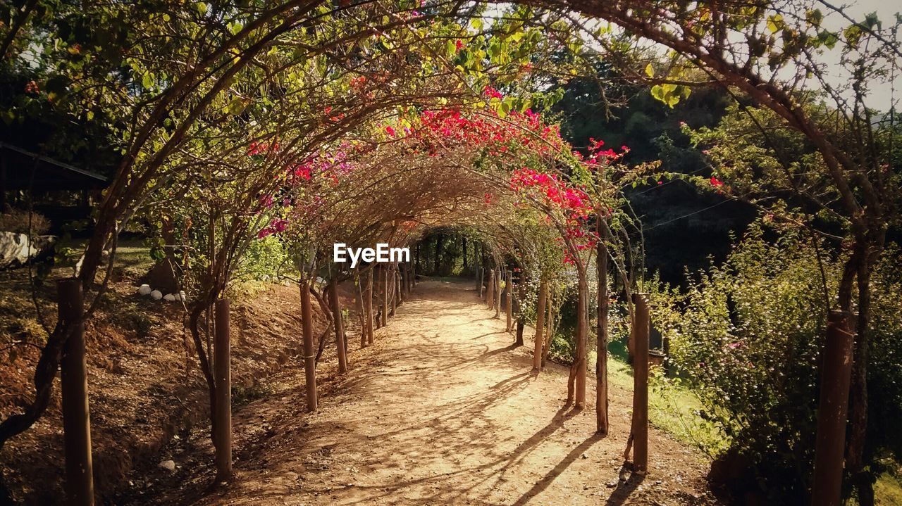 Walkway amidst trees