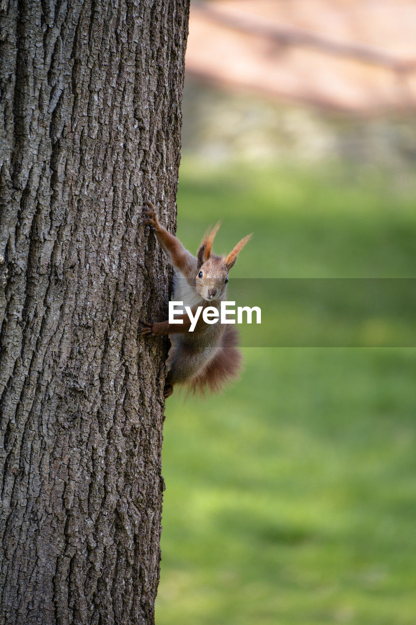 animal, animal themes, one animal, animal wildlife, trunk, tree trunk, squirrel, wildlife, tree, nature, mammal, rodent, plant, branch, no people, focus on foreground, outdoors, day, leaf, plant bark, close-up, green, chipmunk, animal body part