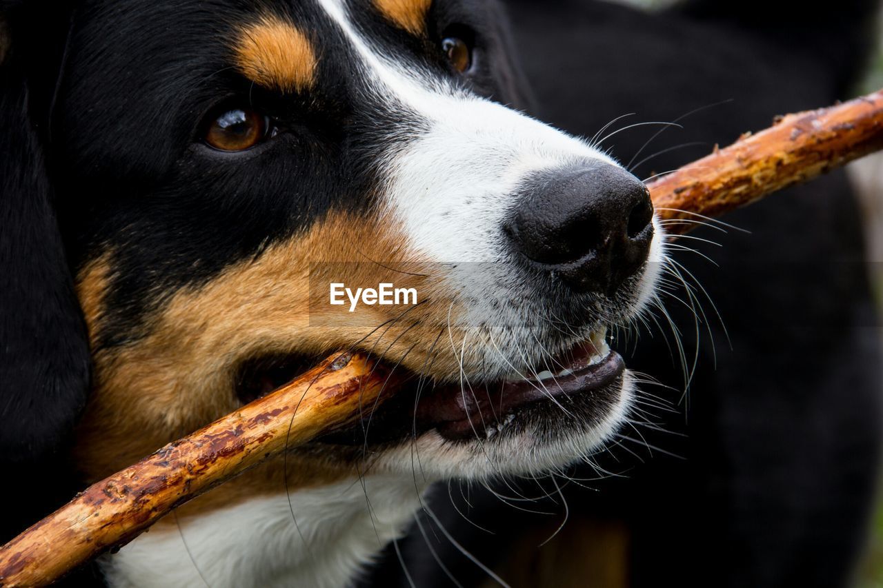 Close-up of dog with stick in mouth