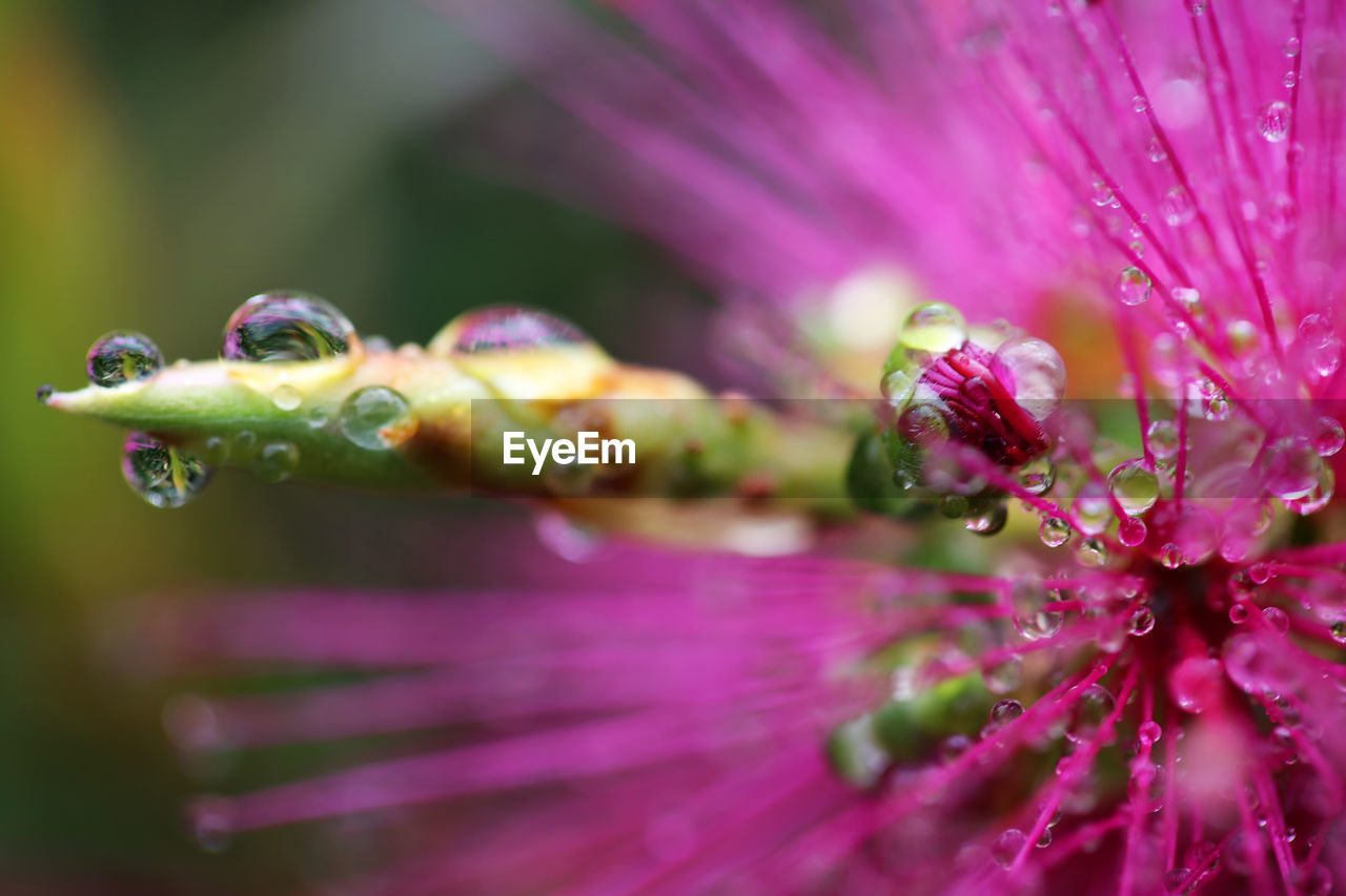 CLOSE-UP OF PINK FLOWERS