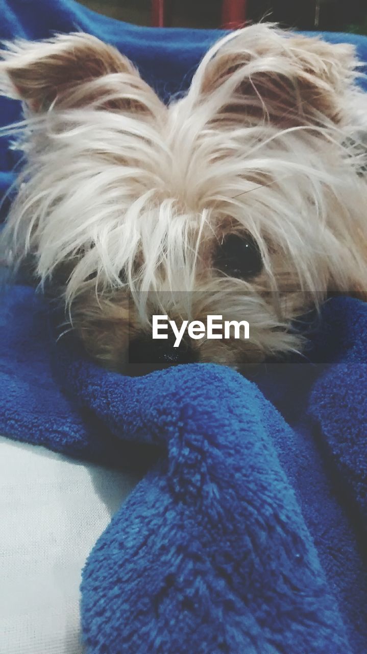 Close-up of dog lying on blanket