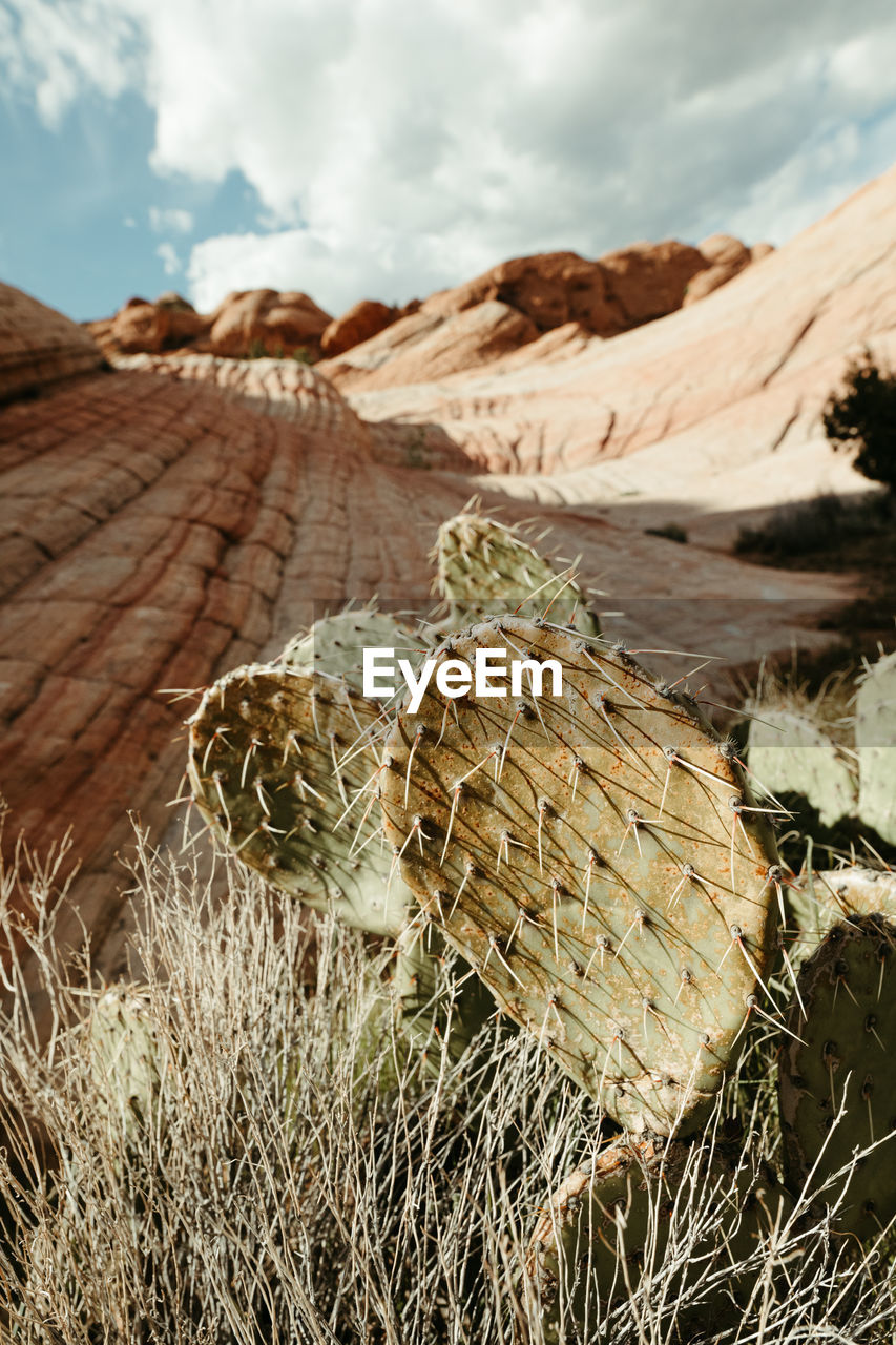 Desert cactus grows amongst petrified sand dunes of utah desert land