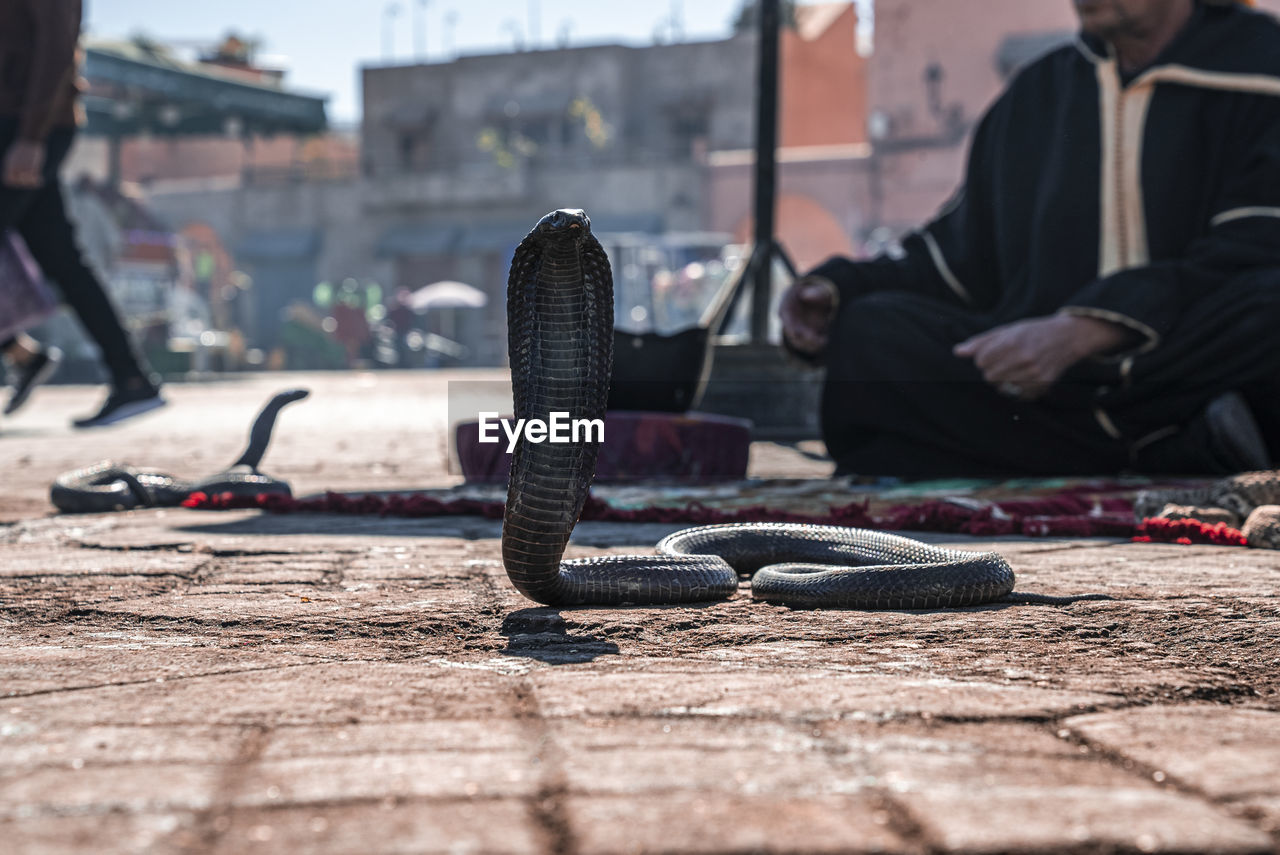 Cobra snake on pavement with snake charmer in background