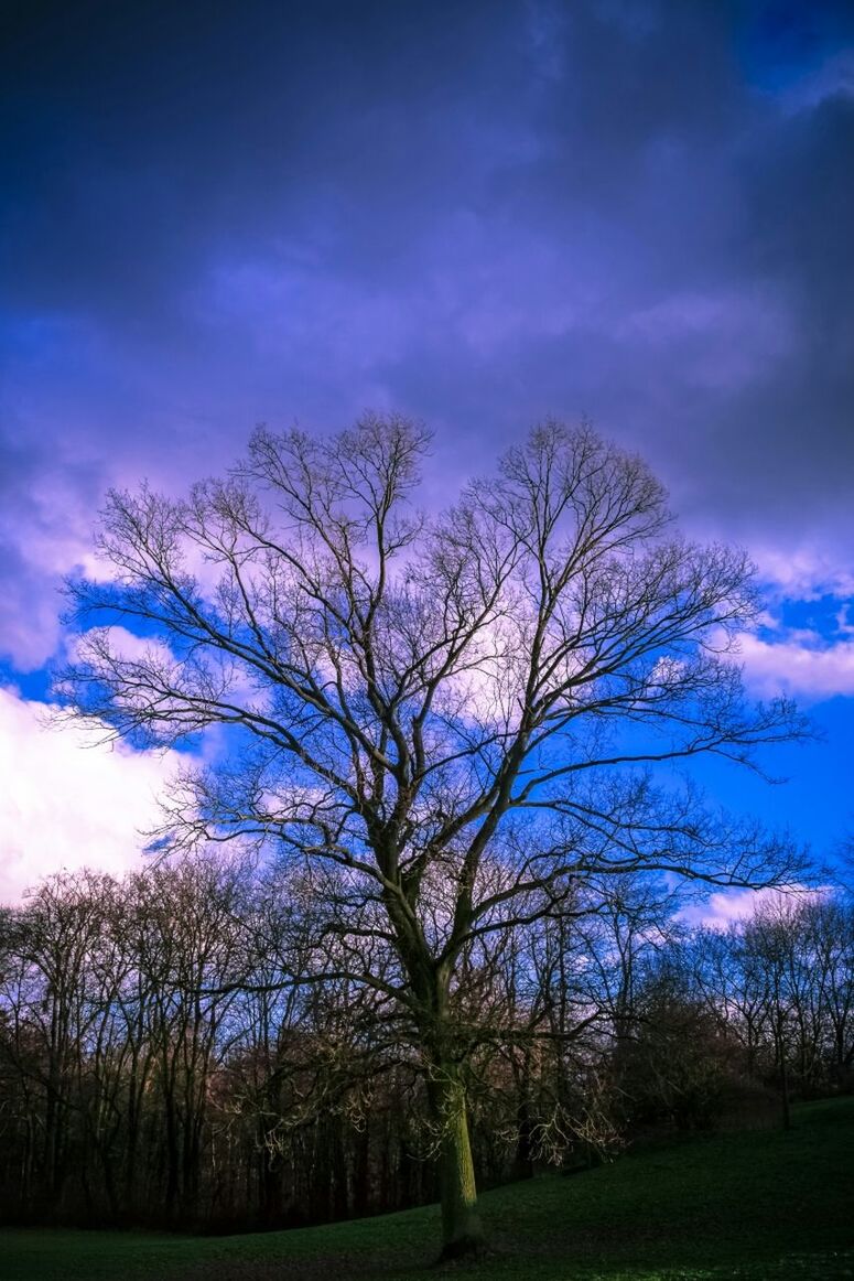 Low angle view of bare trees on grassy field against purple cloudy sky