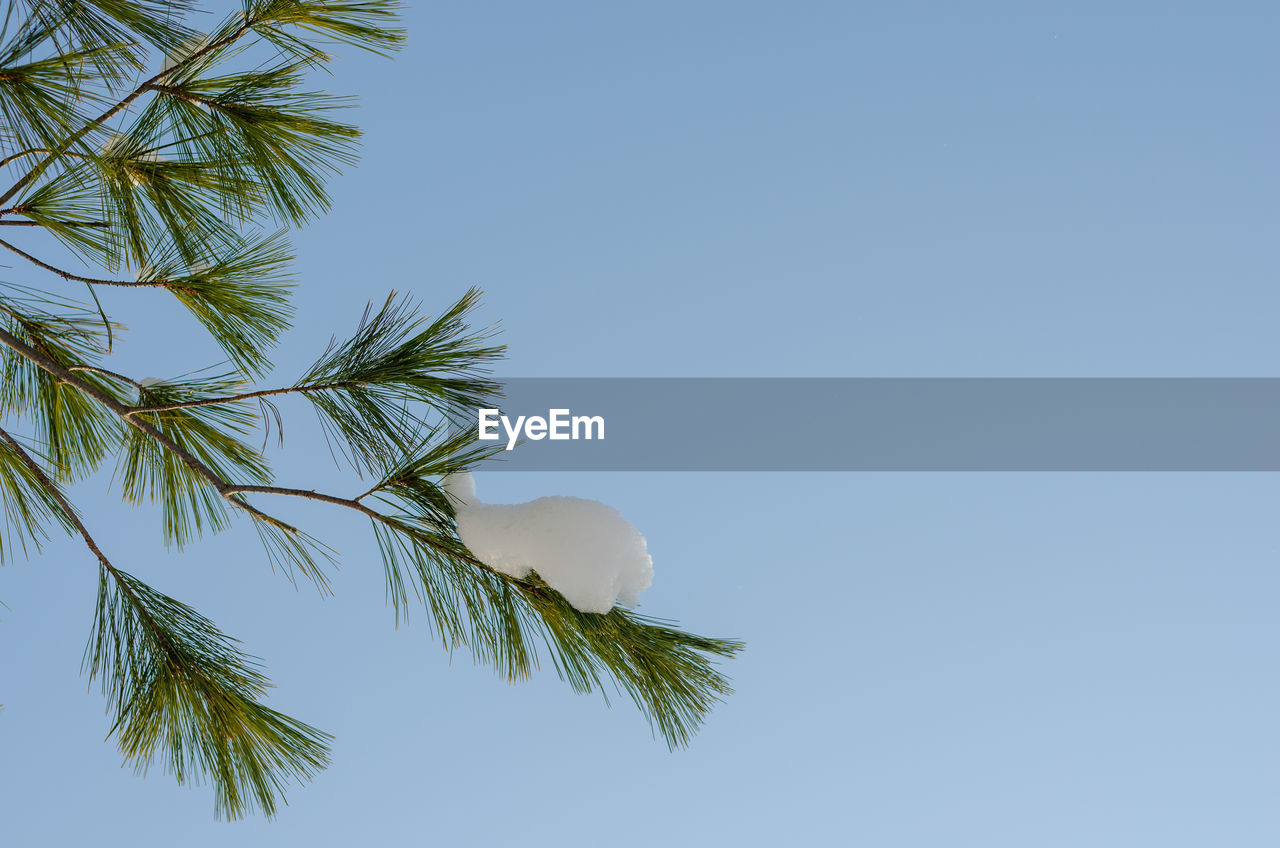 Low angle view of palm tree against clear blue sky