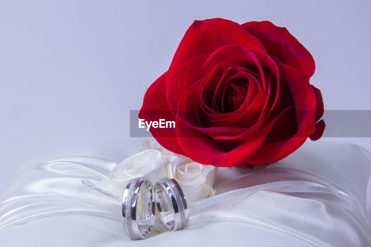 Red rose against white background