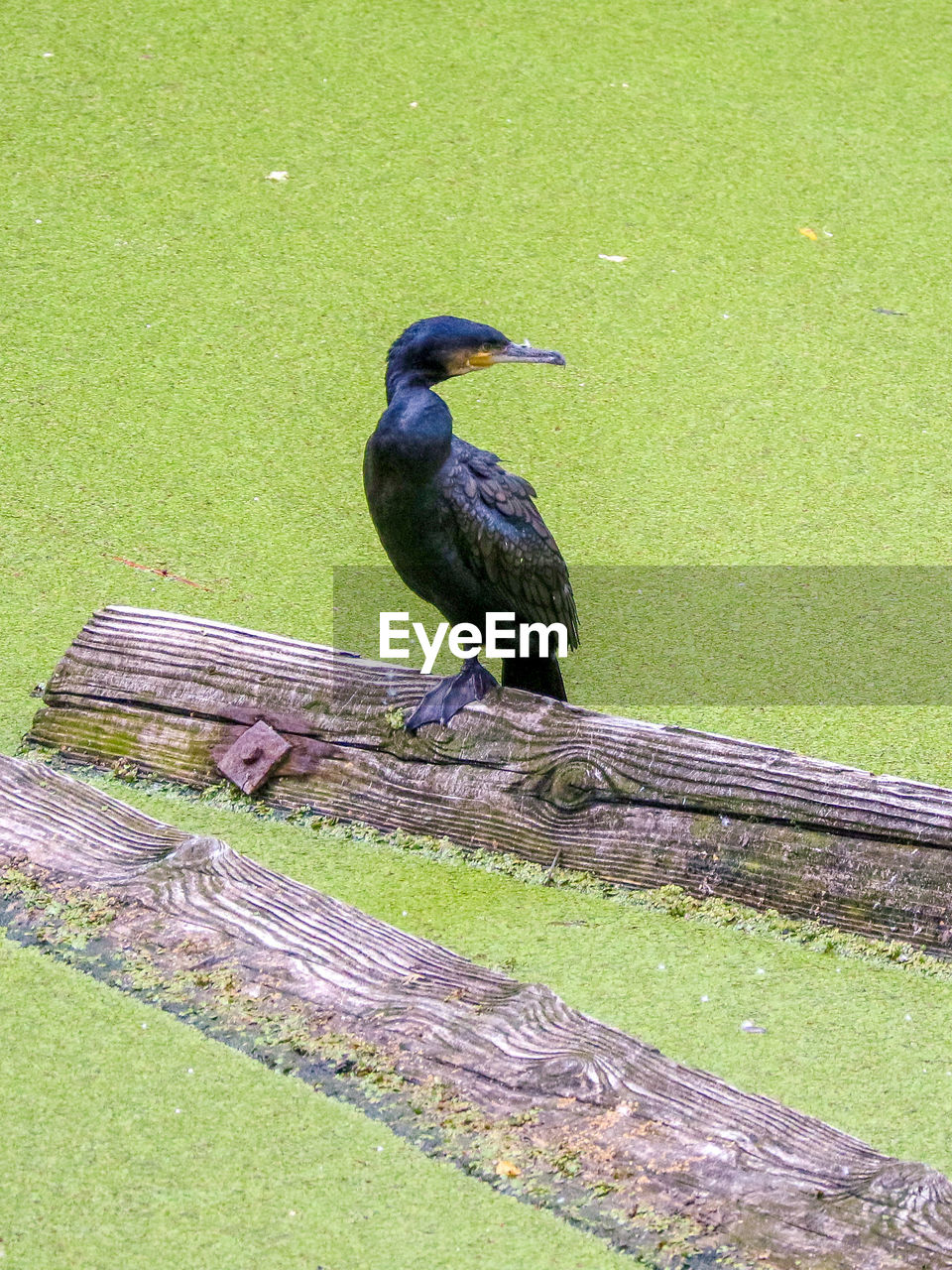 HIGH ANGLE VIEW OF BIRD PERCHING ON WOOD AGAINST GREEN GRASS