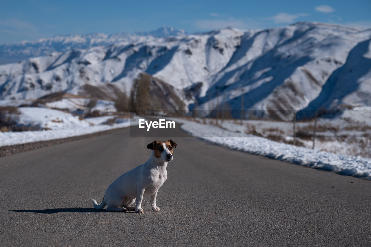 close-up of dog on snowcapped mountain