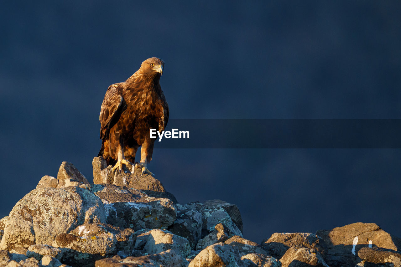 Close-up of golden eagle perching on rock