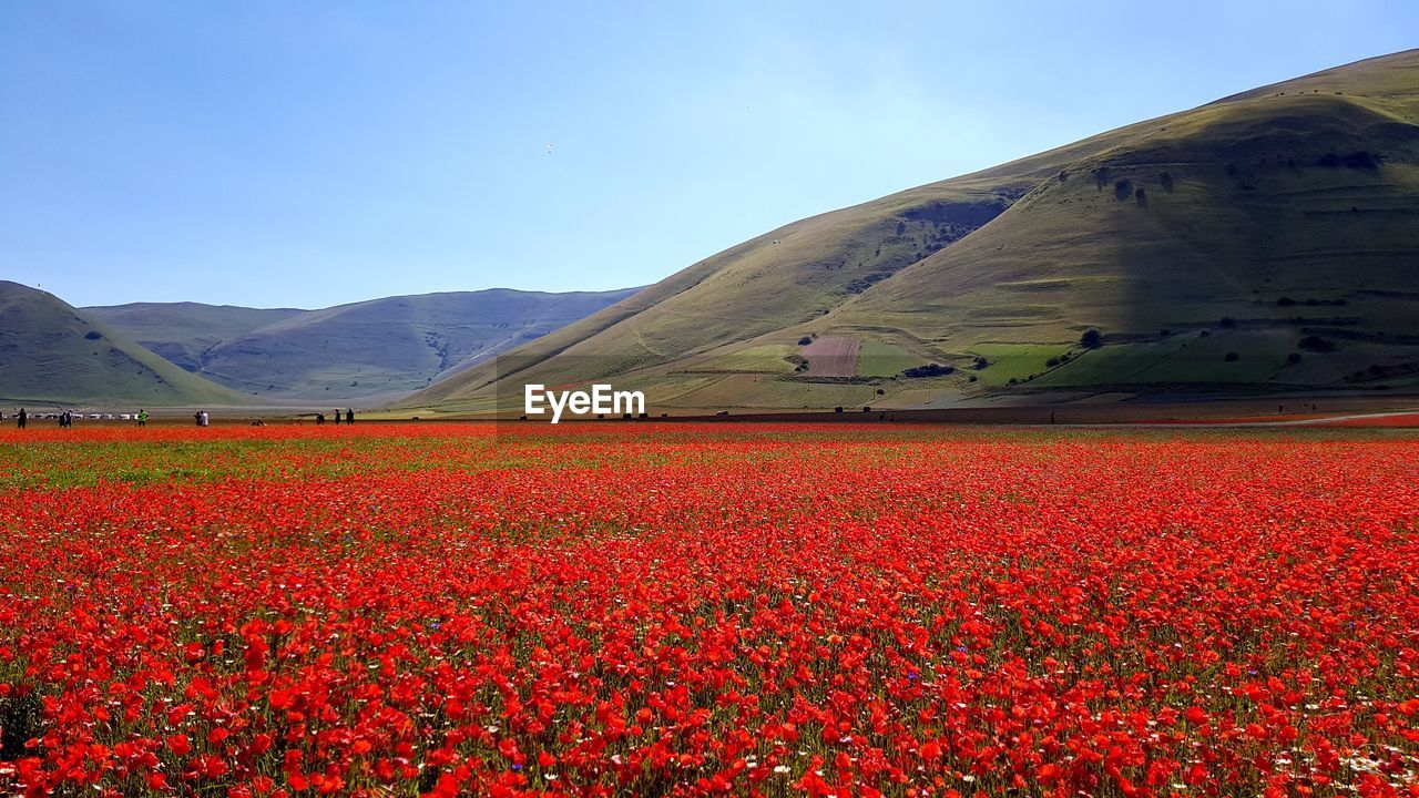 Red flowers on field by mountain against sky