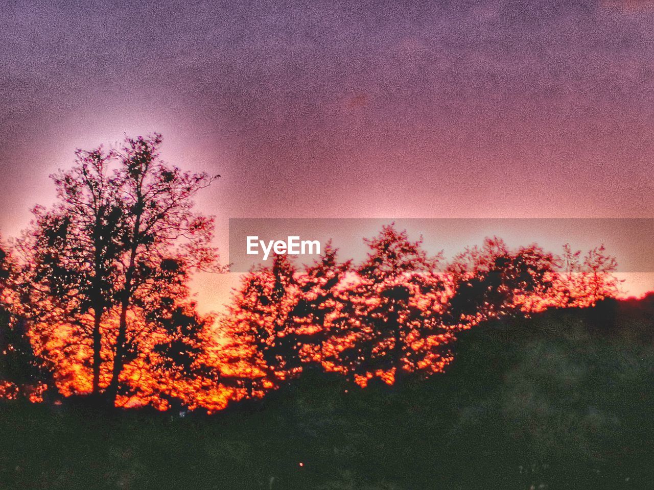 LOW ANGLE VIEW OF SILHOUETTE TREES AGAINST SKY AT DUSK