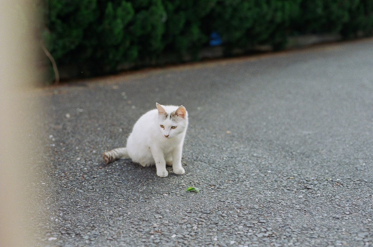 High angle view of cat sitting on road