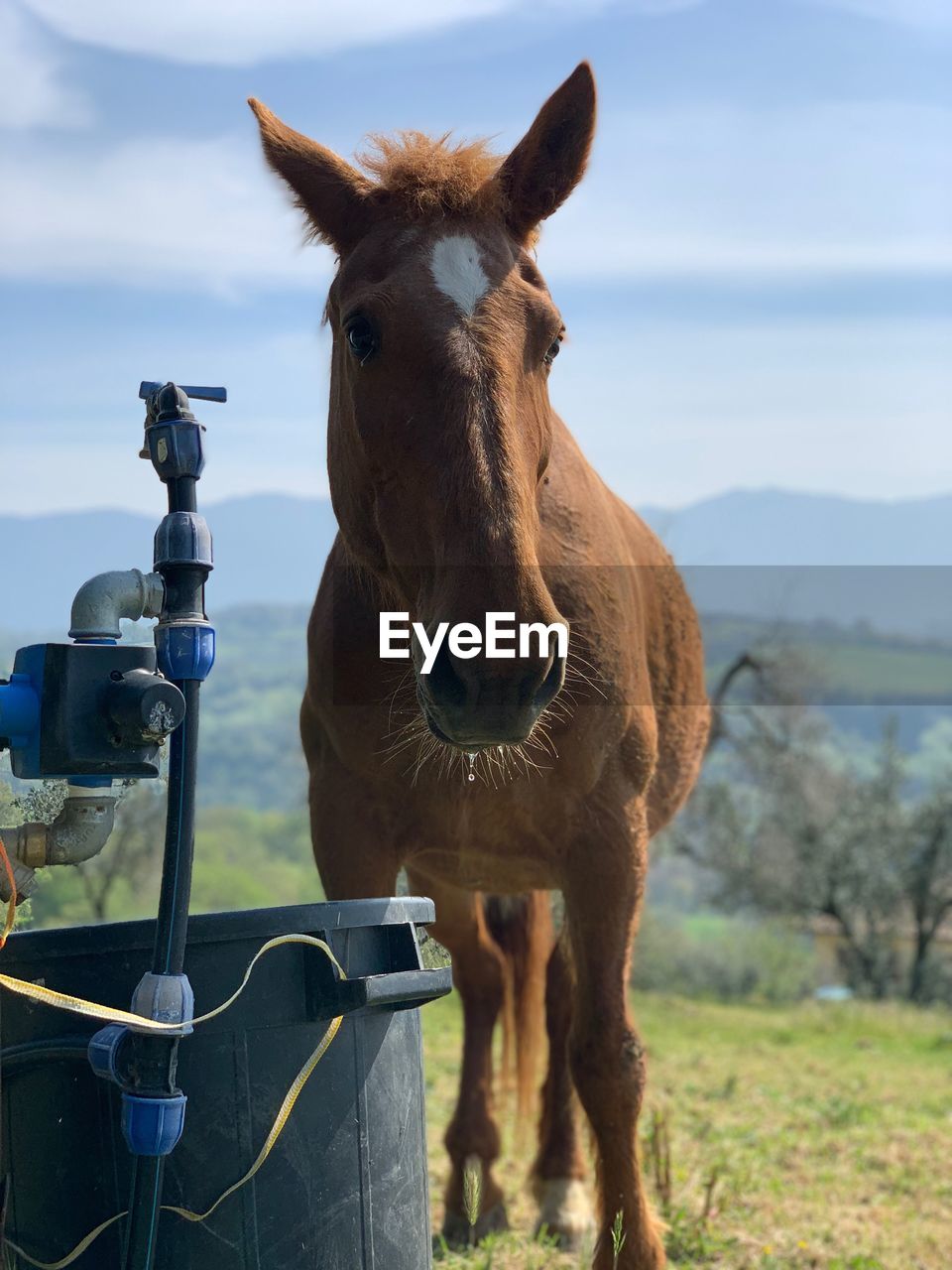 PORTRAIT OF HORSE IN A FIELD