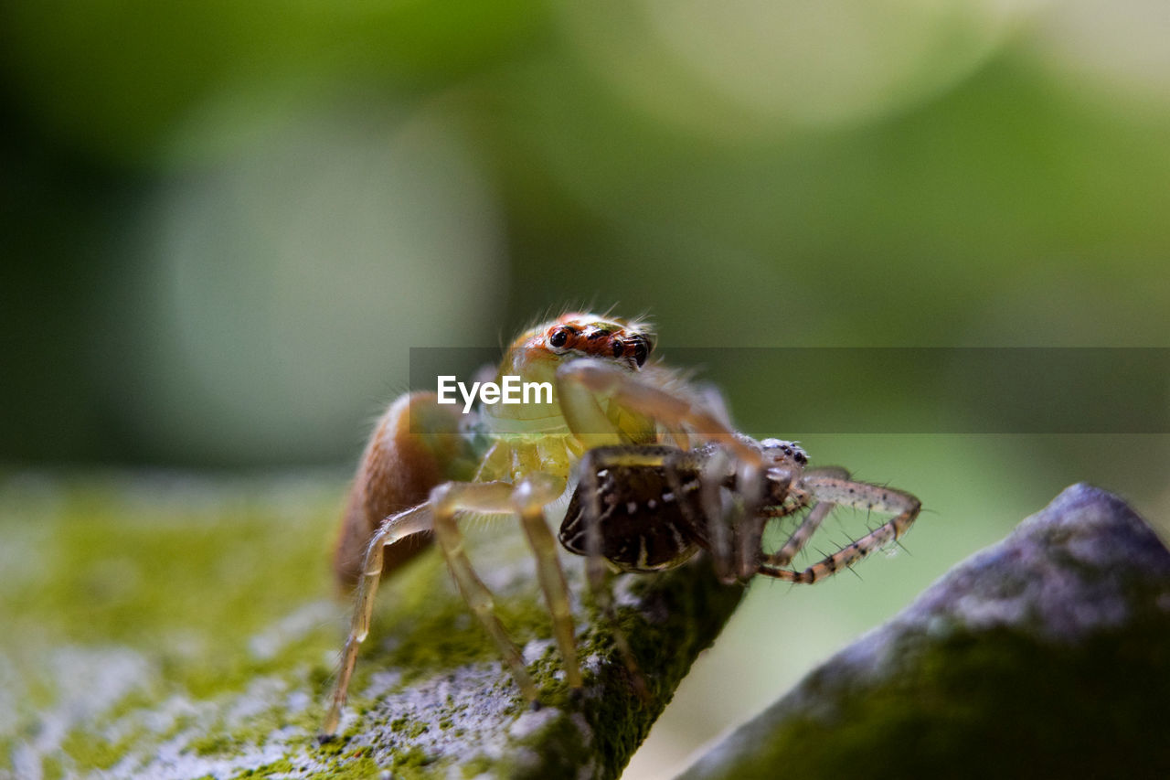 CLOSE-UP OF SPIDER IN THE PLANT