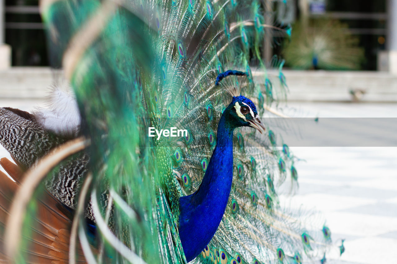 CLOSE-UP OF PEACOCK IN A BLUE