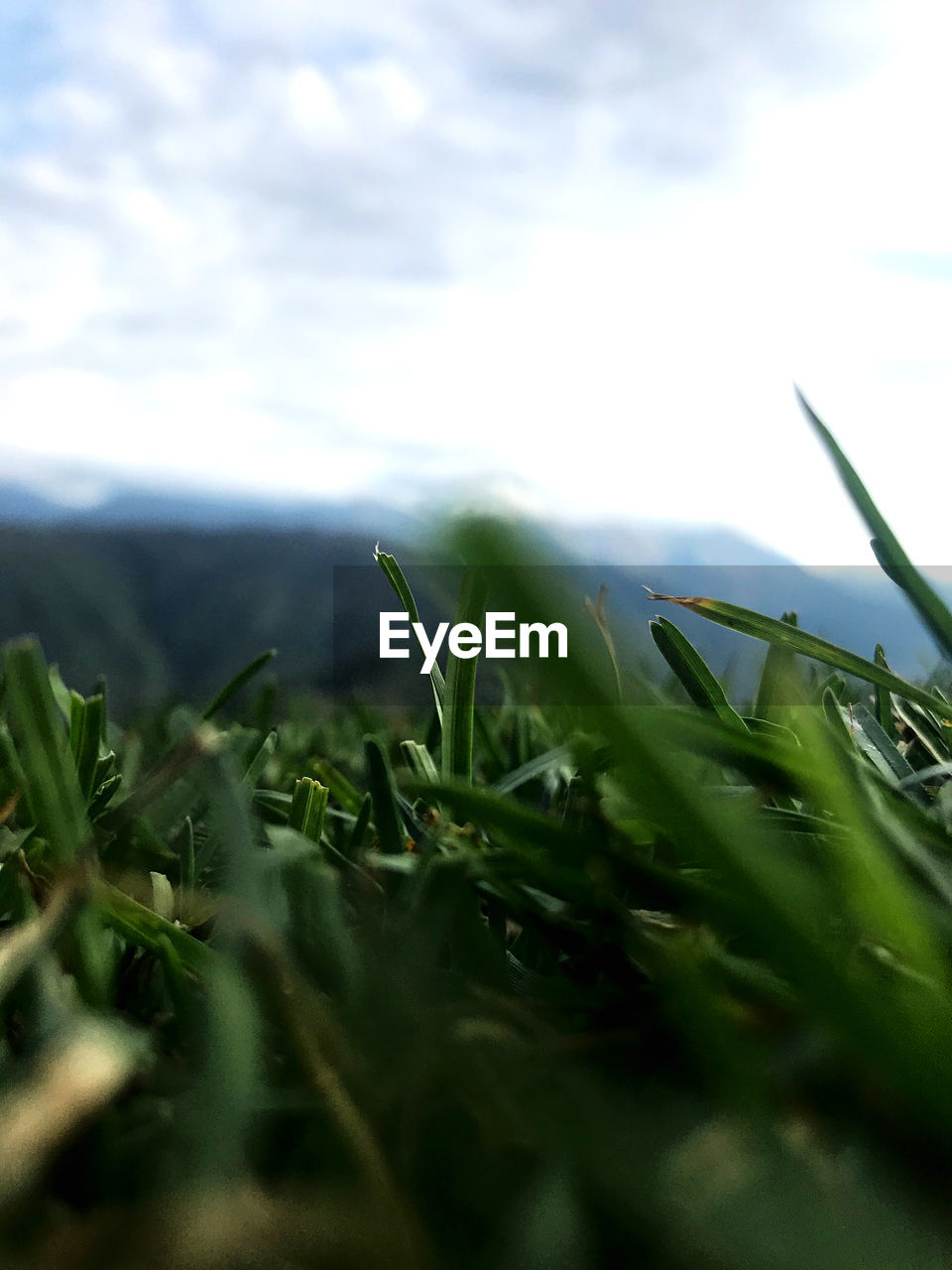 SURFACE LEVEL OF GRASS AGAINST SKY