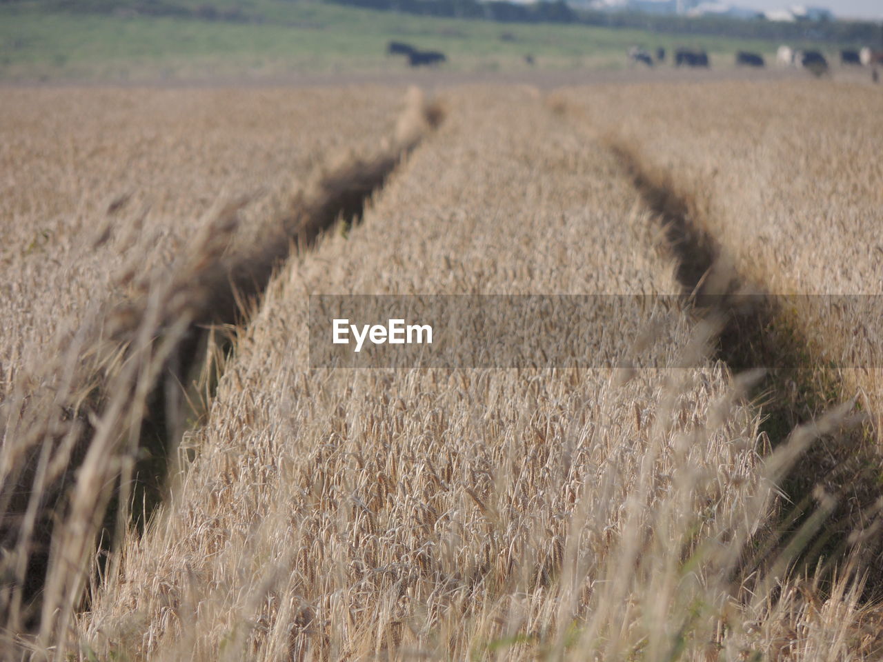 View of wheat field