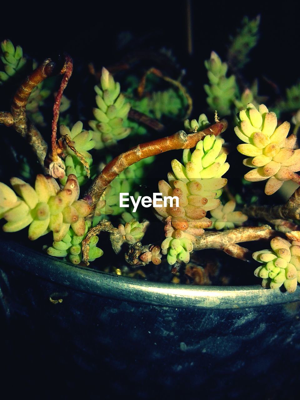 CLOSE-UP OF FLOWER PLANT