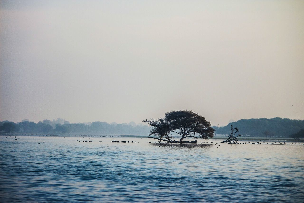 Trees in lake against clear sky at thol wildlife sanctuary