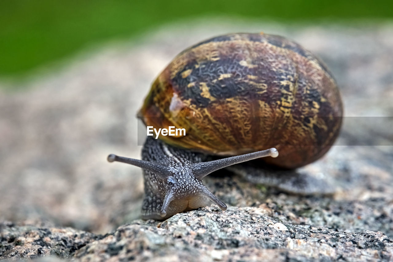 CLOSE-UP OF SNAIL ON A SURFACE