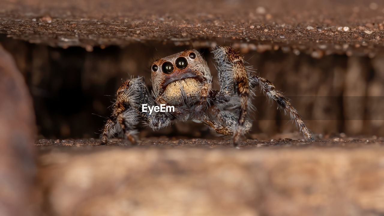 CLOSE-UP OF SPIDER WEB