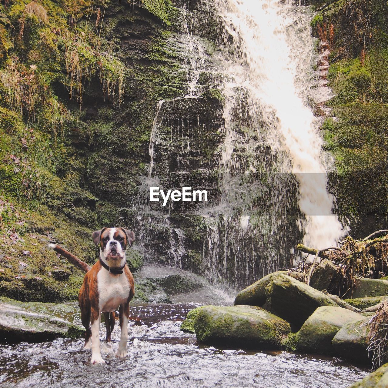 Dog standing on rock against waterfall