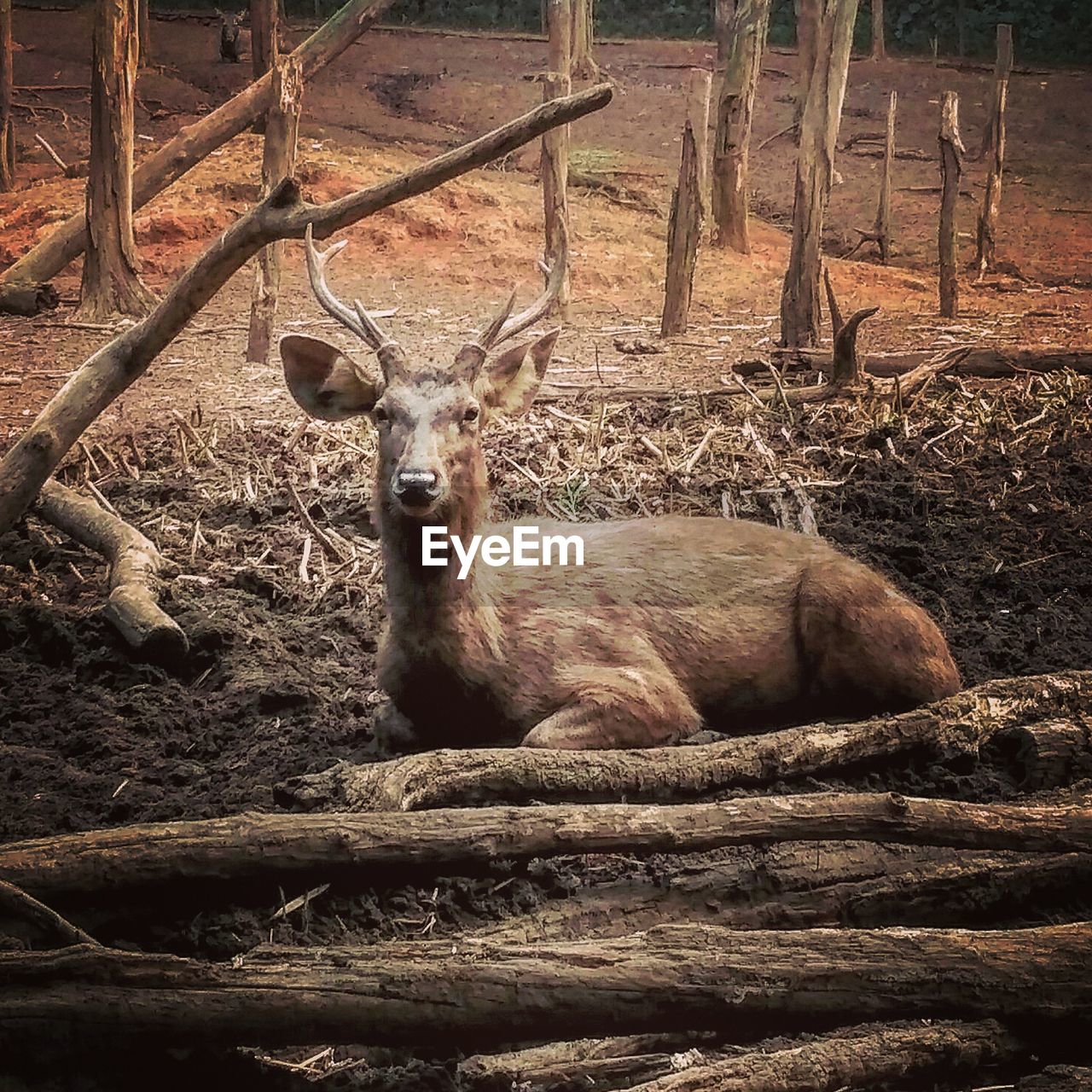 PORTRAIT OF DEER ON FARM