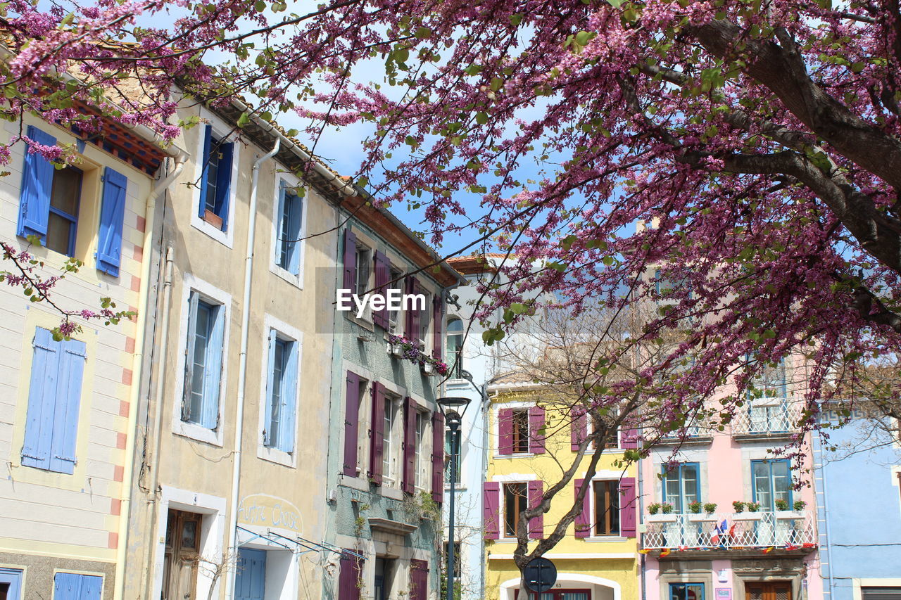 LOW ANGLE VIEW OF PINK FLOWERING TREE BY BUILDING