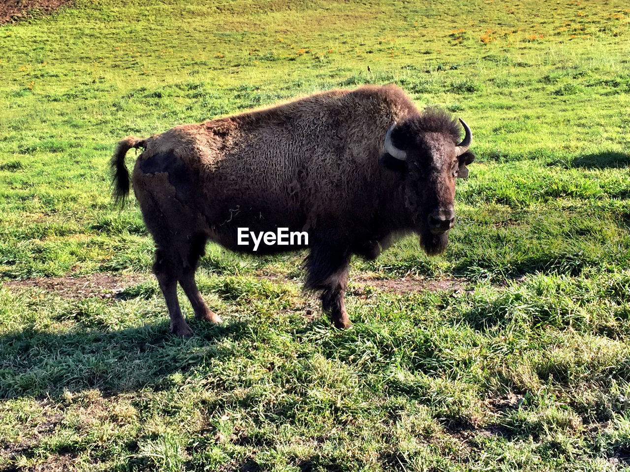 Full length of buffalo on grassy field