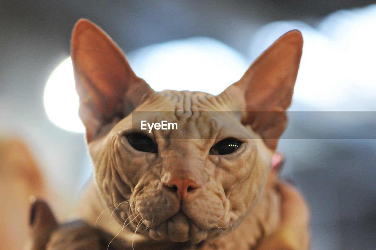 Close-up portrait of beige sphinx