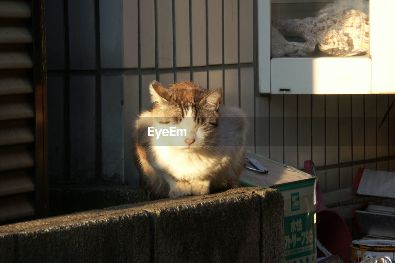 Cat sitting on retaining wall