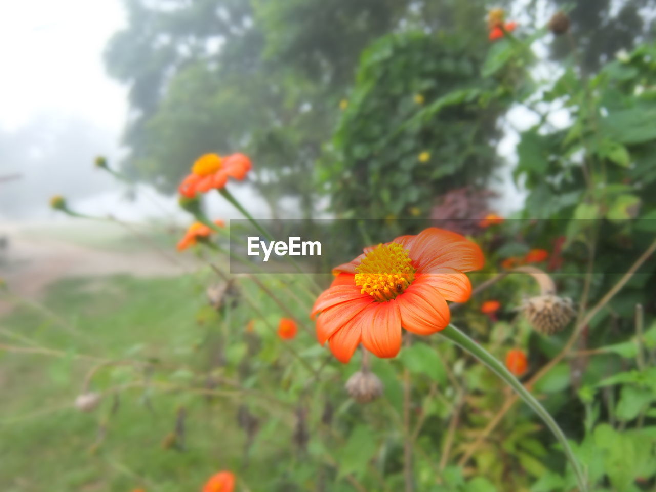 CLOSE-UP OF POPPIES BLOOMING OUTDOORS