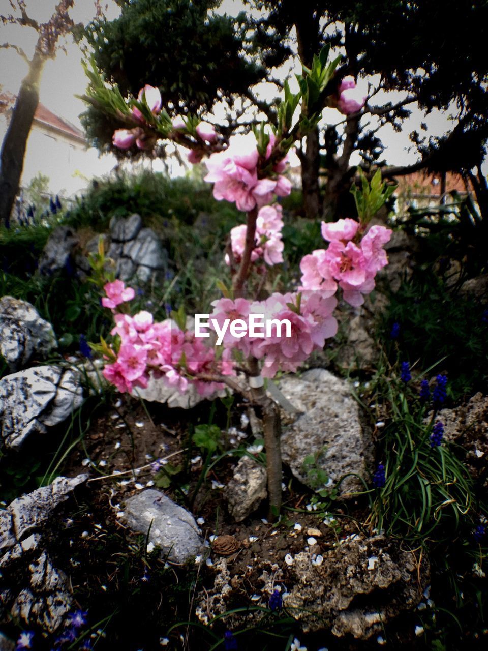 CLOSE-UP OF PINK FLOWERS ON PLANT