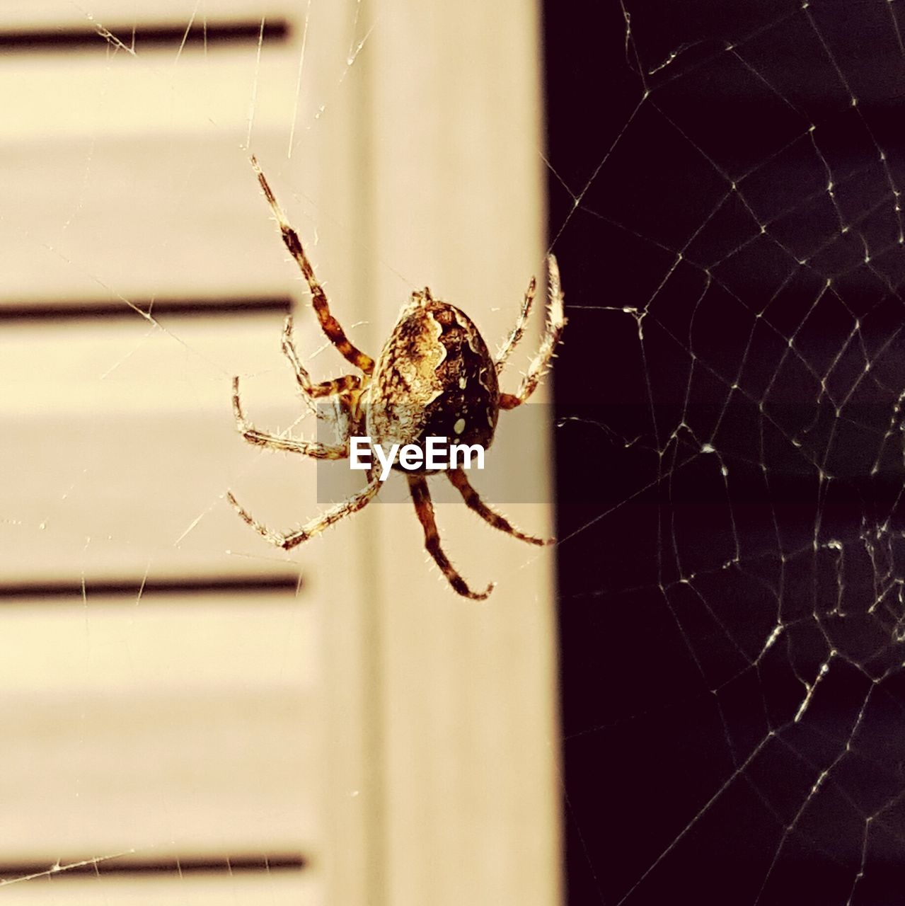 SPIDER ON WEB