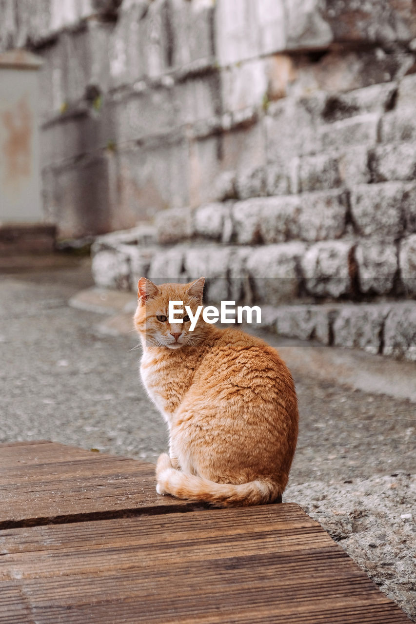 CAT SITTING ON STONE WALL