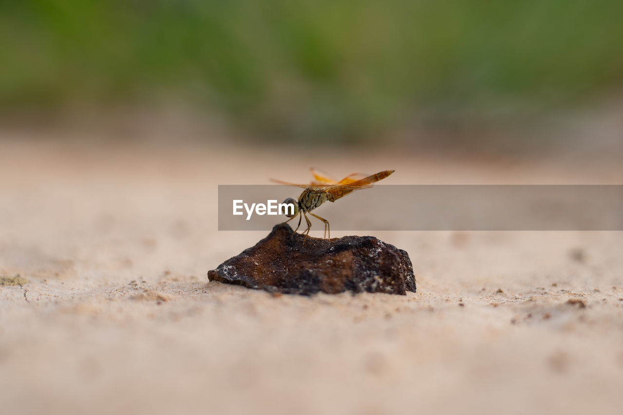 Close-up of insect on rock