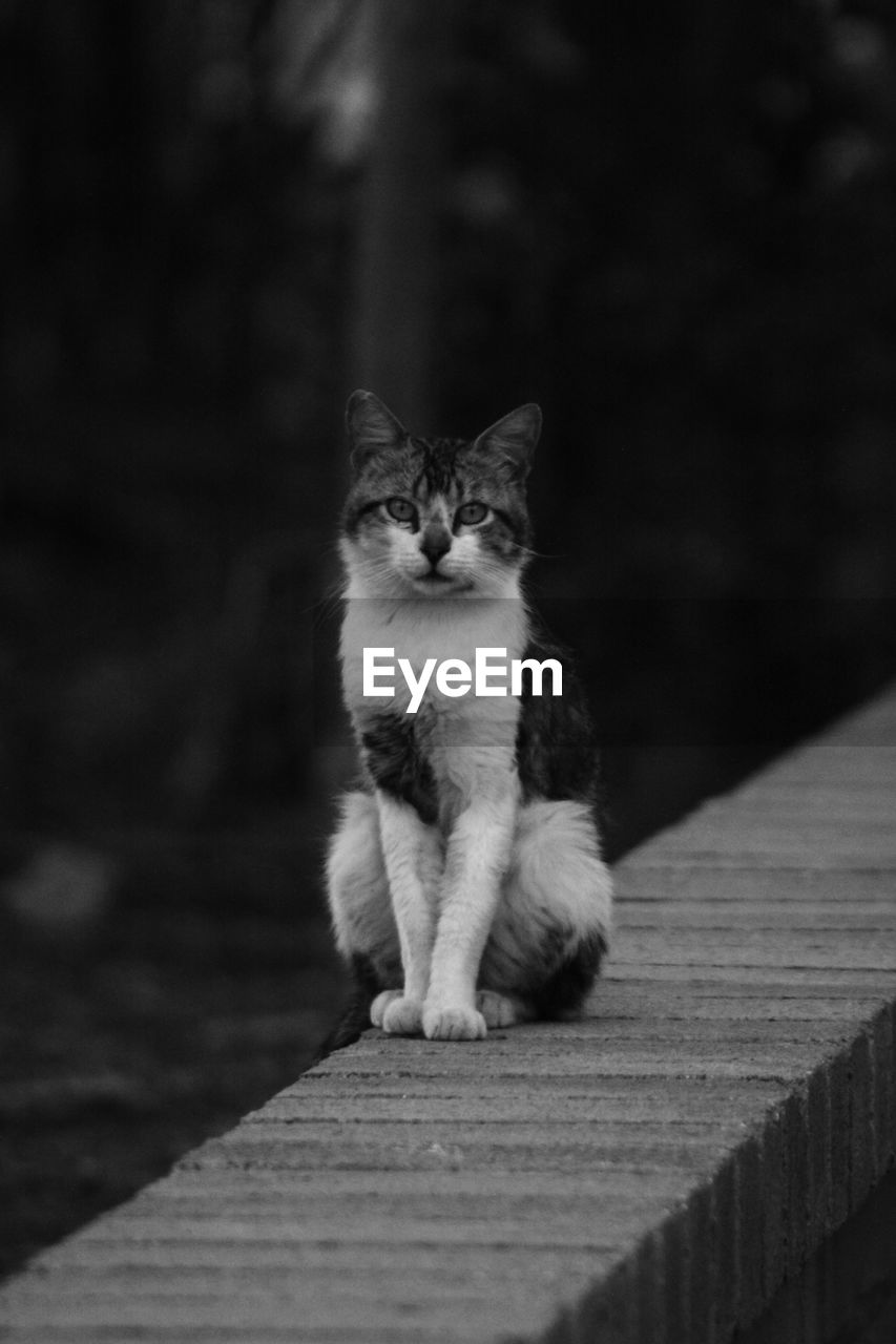 PORTRAIT OF CAT SITTING BY WOOD