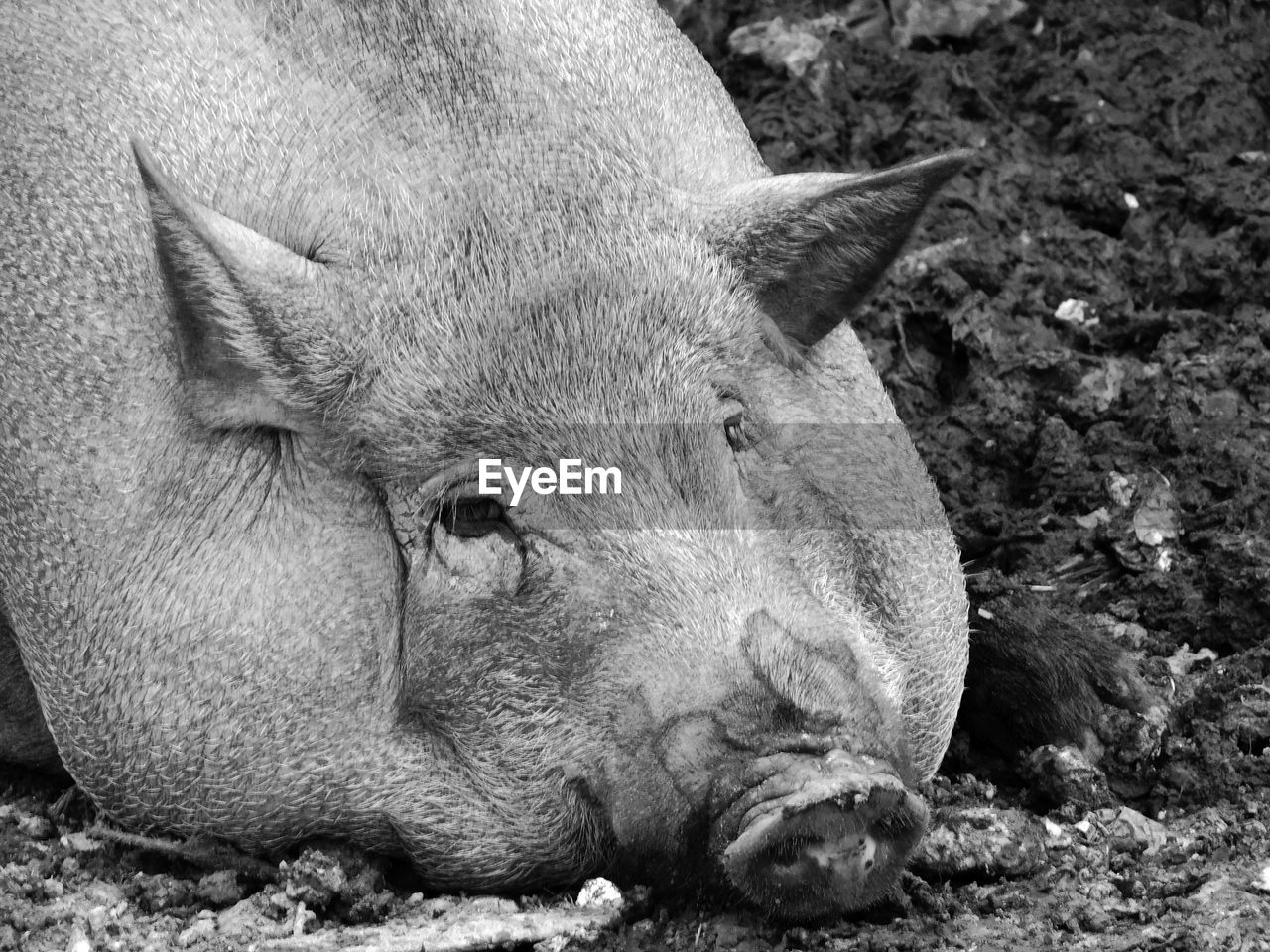 CLOSE-UP OF PIG LYING