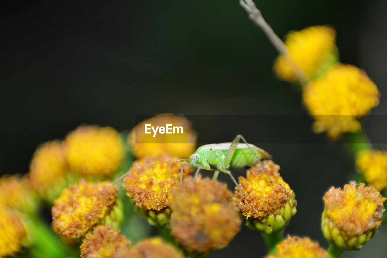 Close-up of yellow flowering plant with insect 