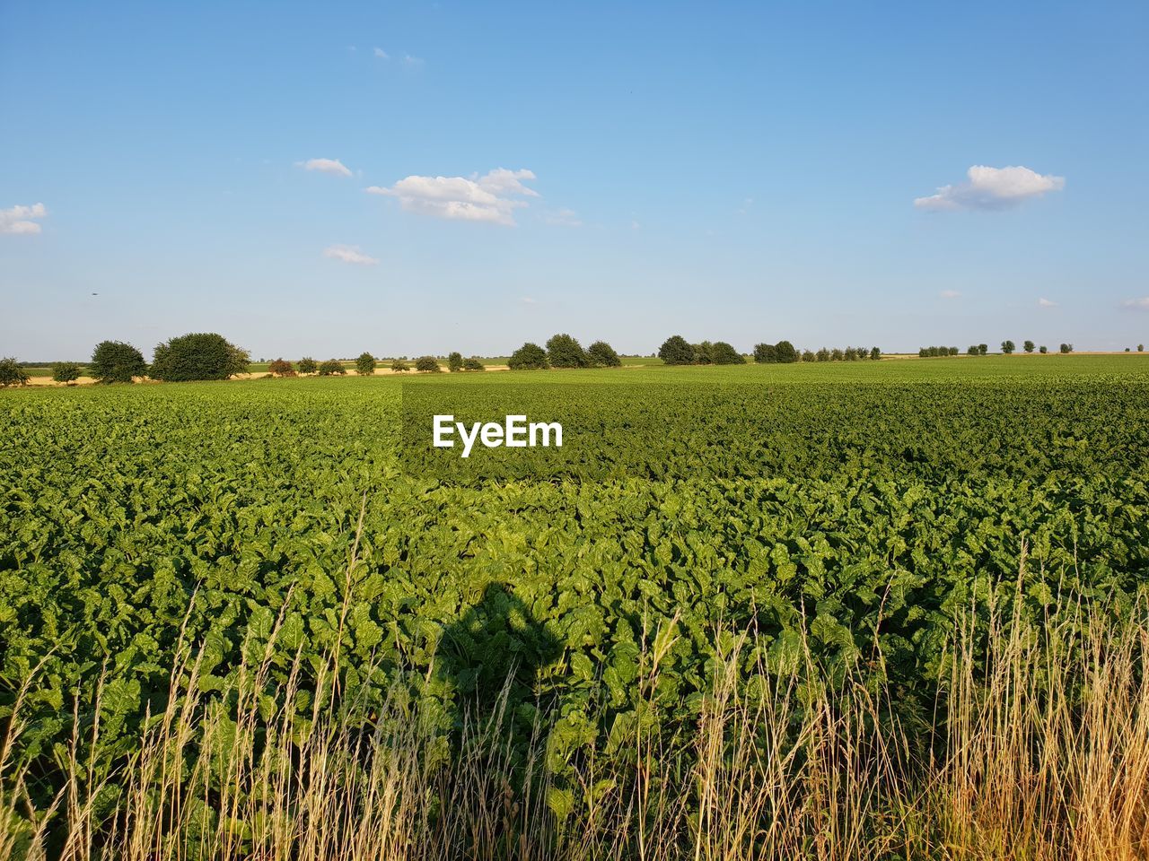 SCENIC VIEW OF FARMS AGAINST SKY