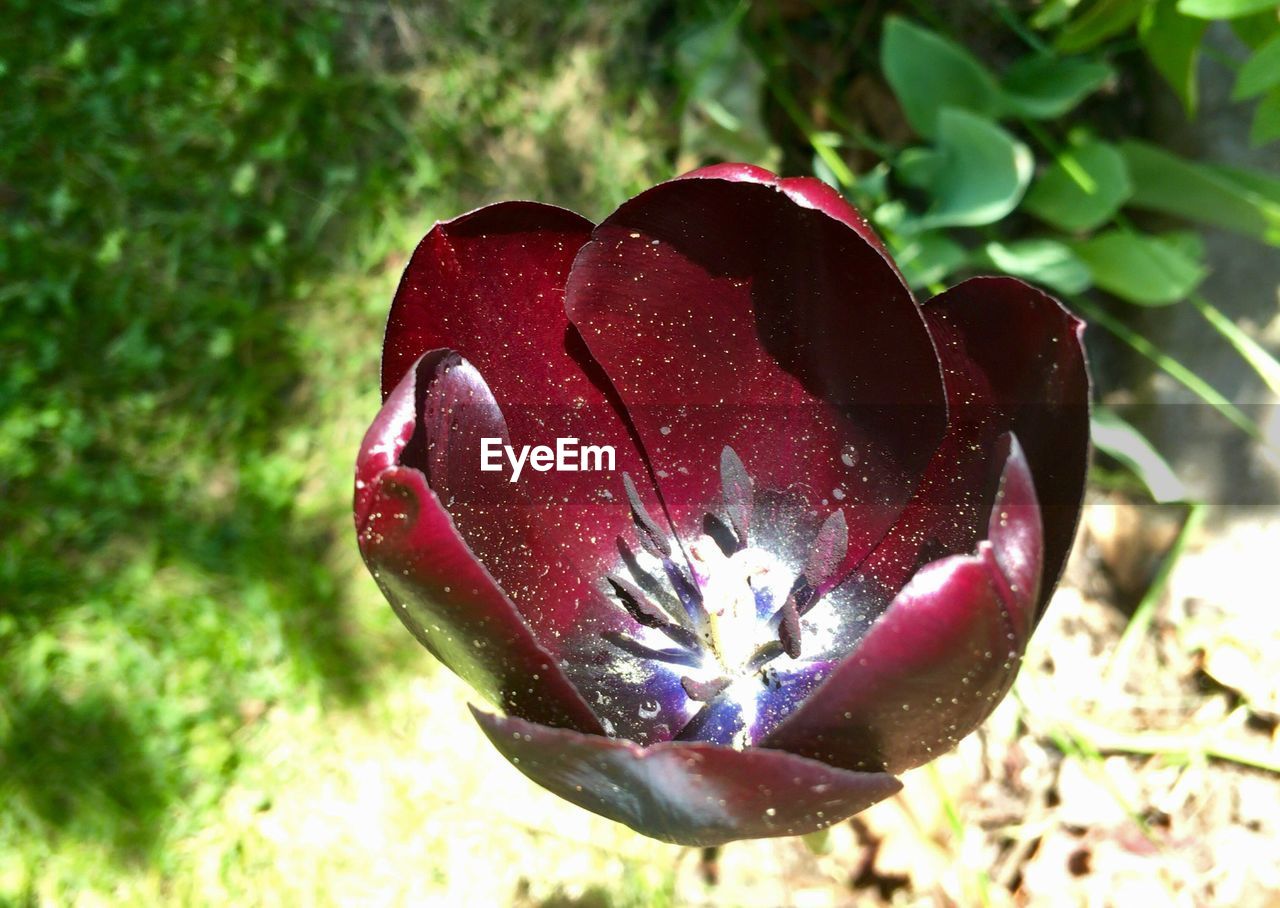 Close-up of red poppy blooming outdoors