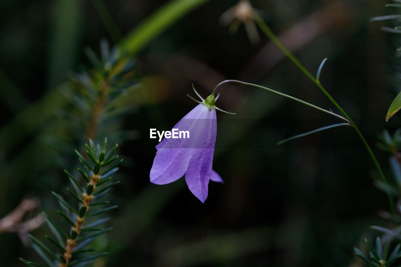 Close-up of purple flowering plant