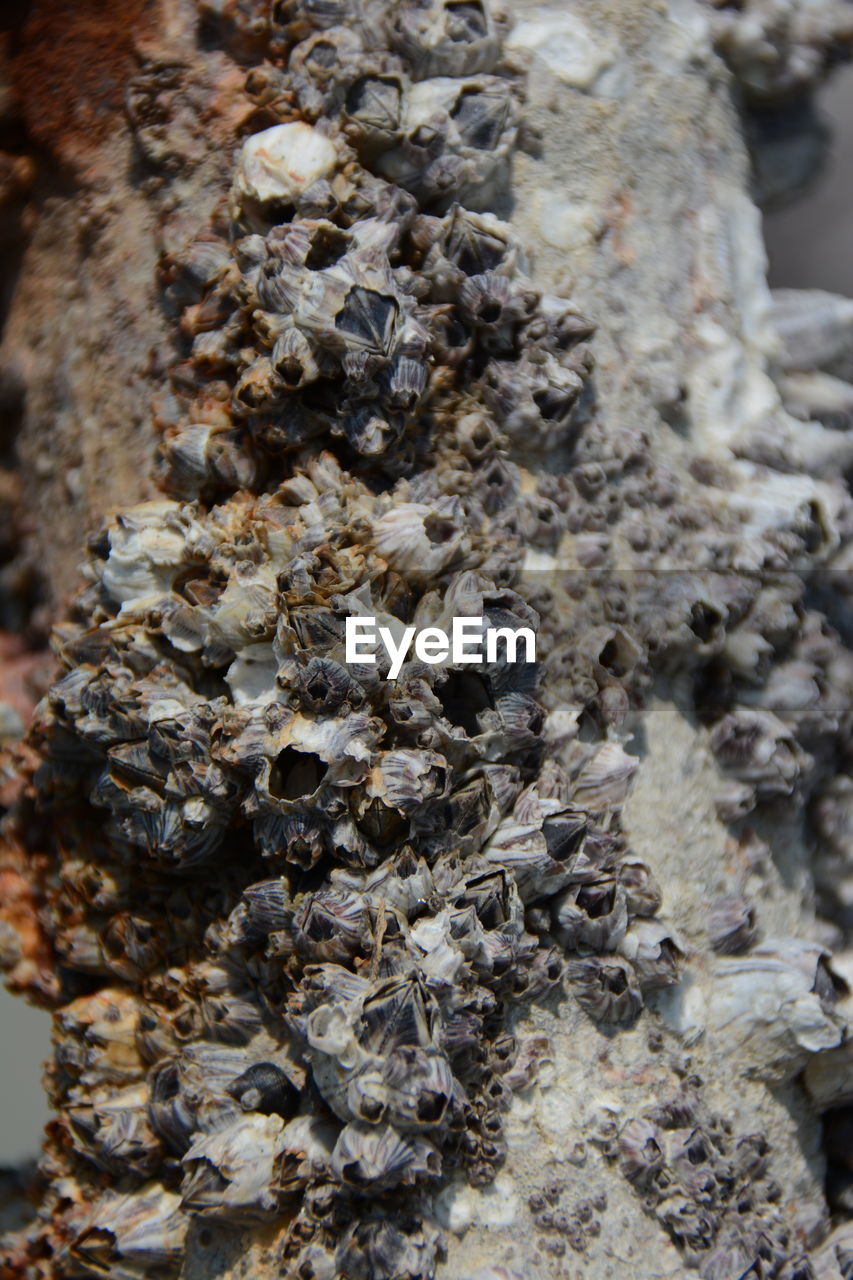 CLOSE-UP OF BEE ON A ROCK