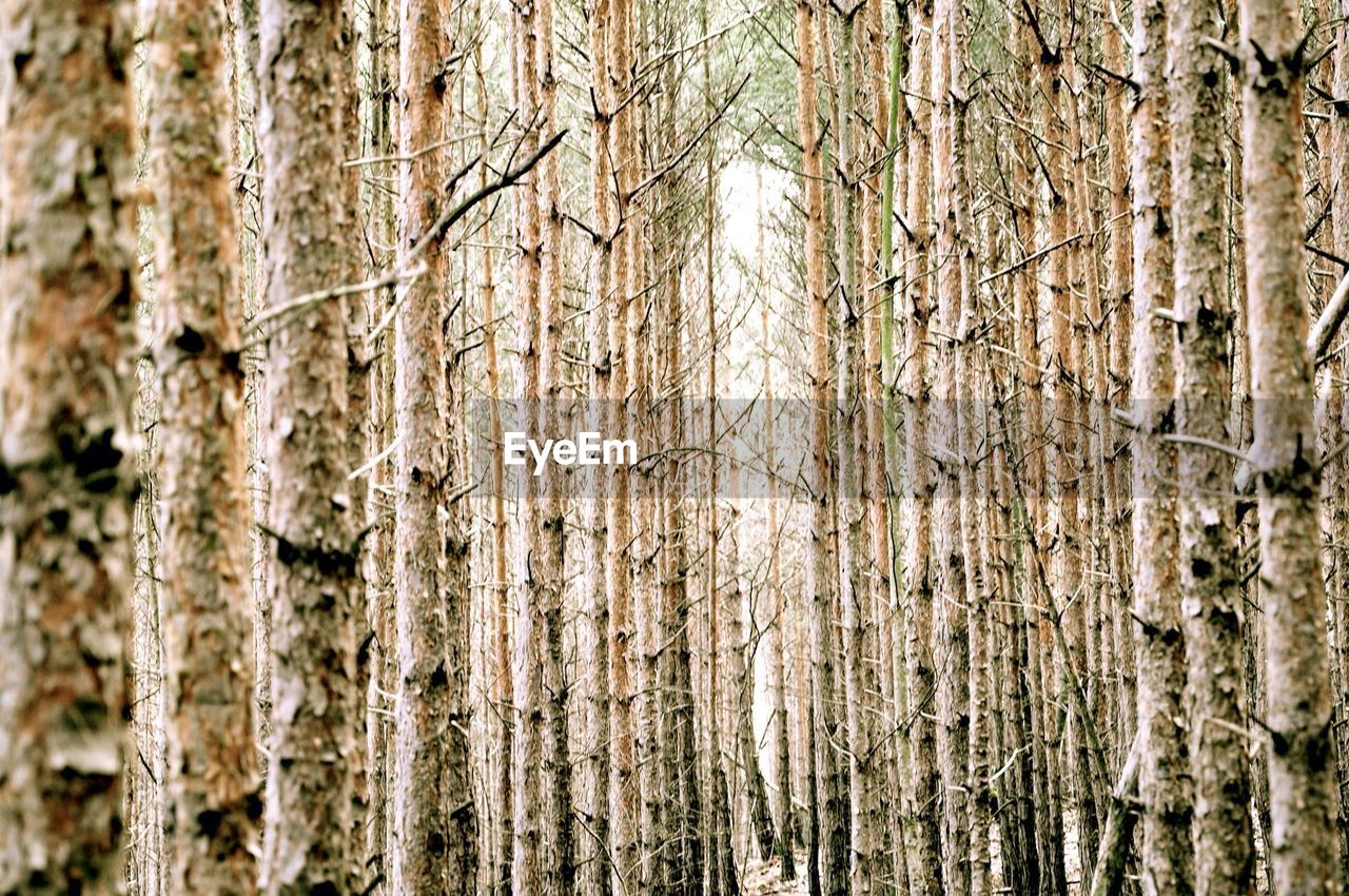 Full frame shot of tree trunks in forest