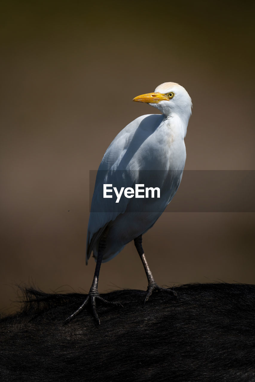 close-up of seagull