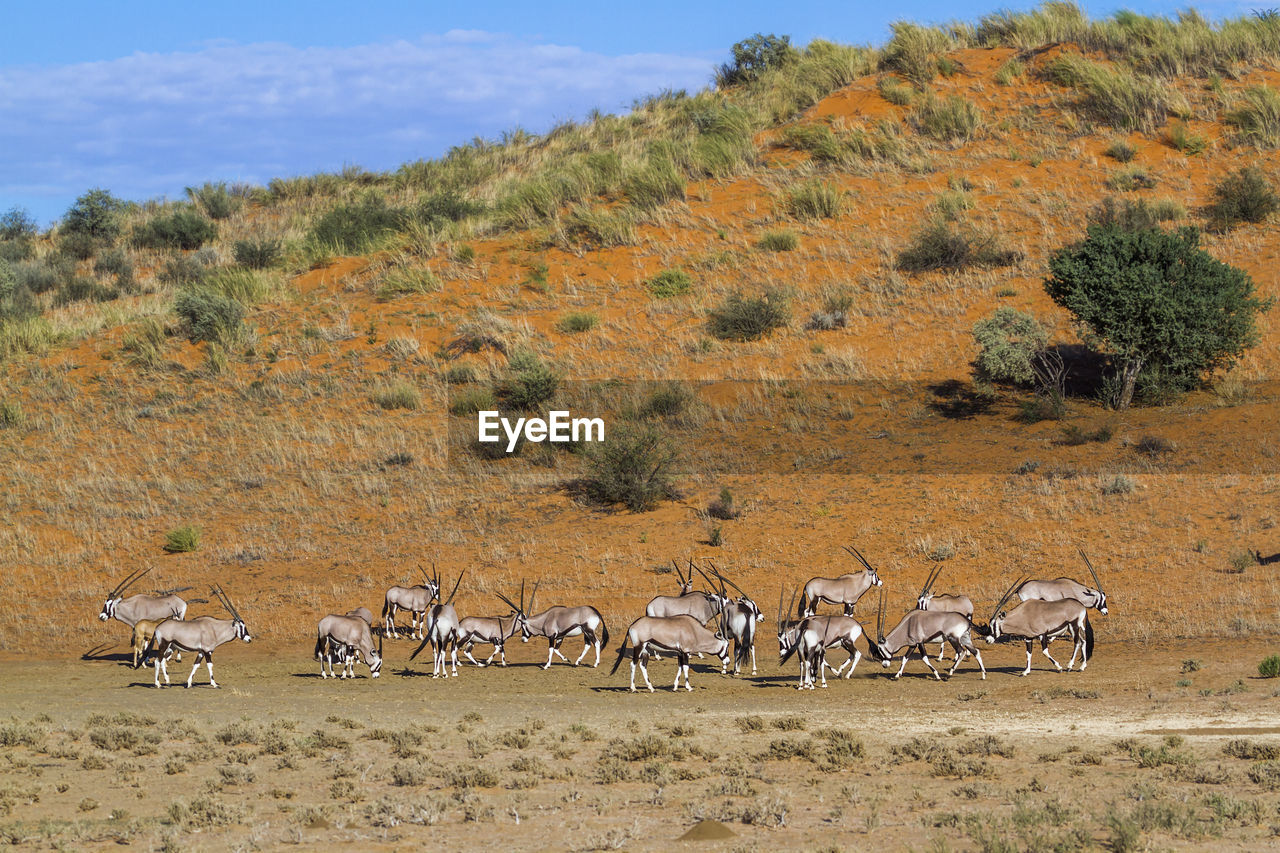 Herd of antelopes in wild