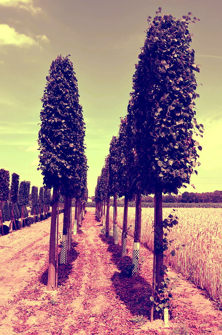 Trees on field against sky