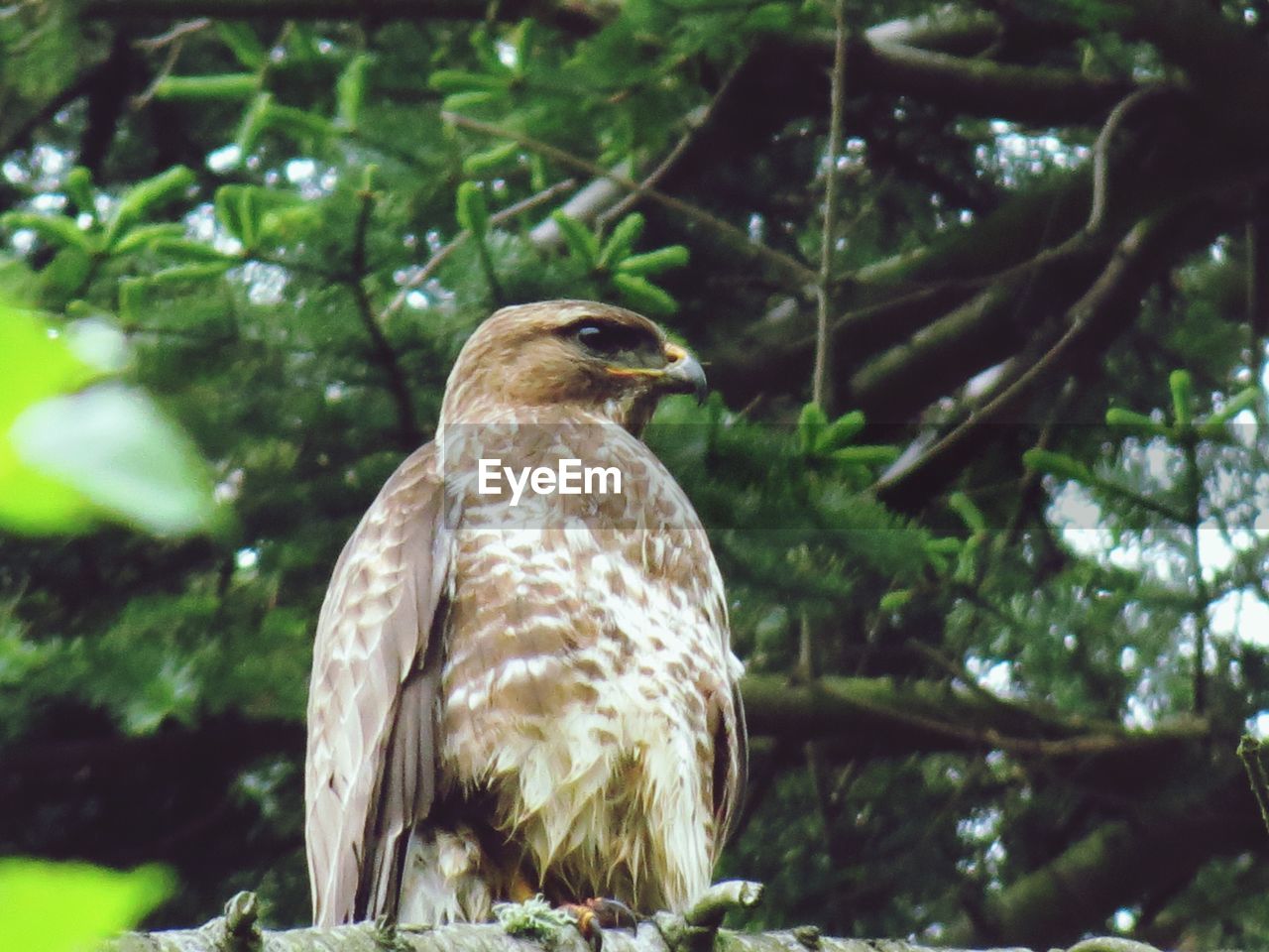 Low angle view of eurasian buzzard perching on branch