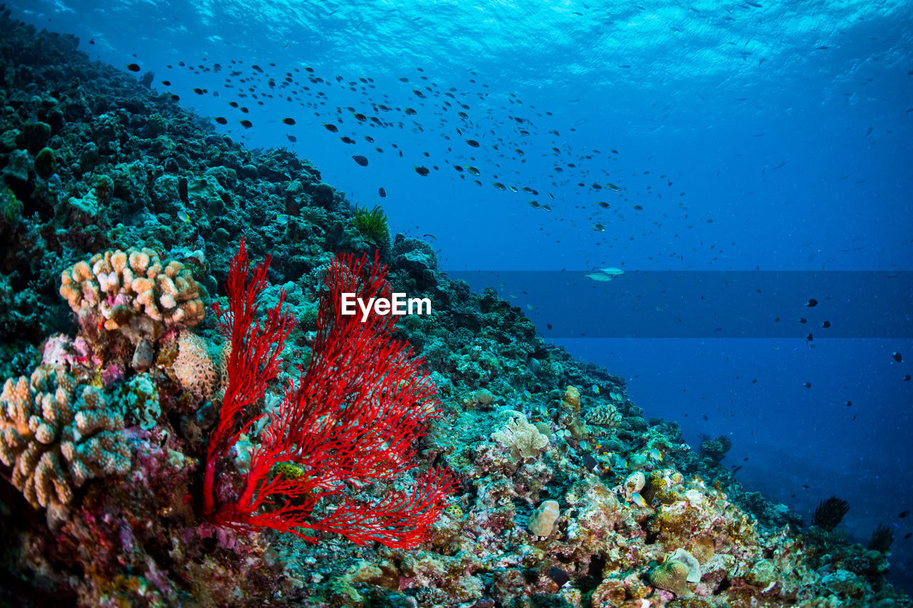 Close-up of fishes swimming in sea