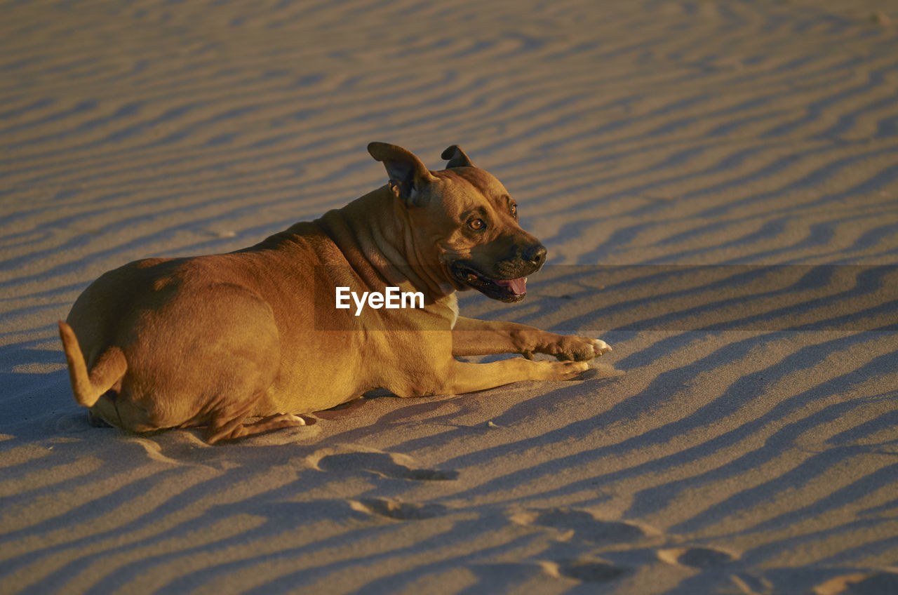 HIGH ANGLE VIEW OF DOG ON THE BEACH